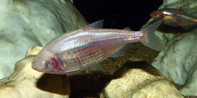 Mexican Tetra