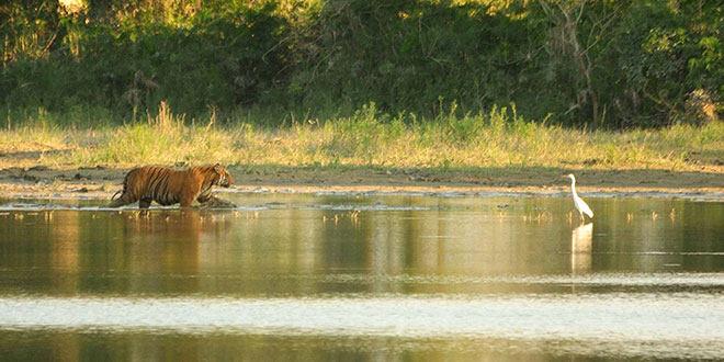 Kaziranga National Park