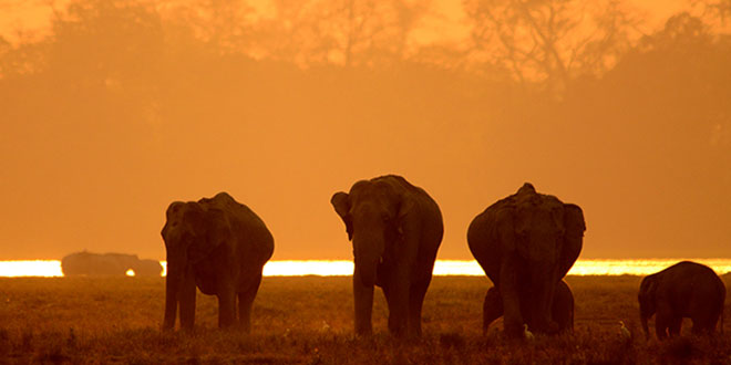 Kaziranga National Park