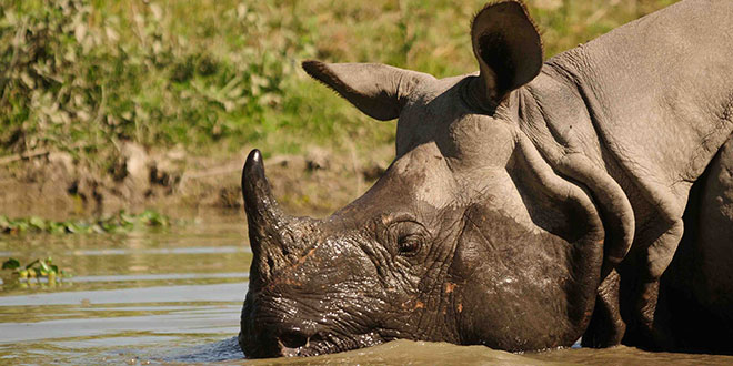 Kaziranga National Park