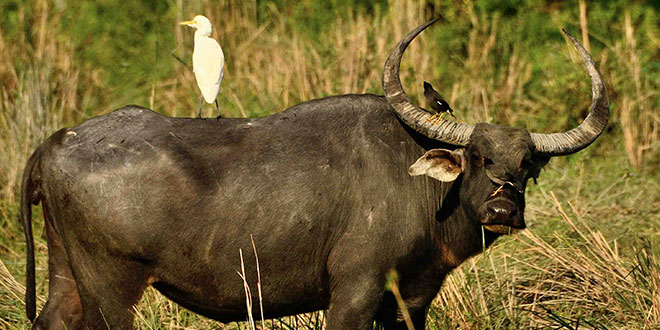 Kaziranga National Park