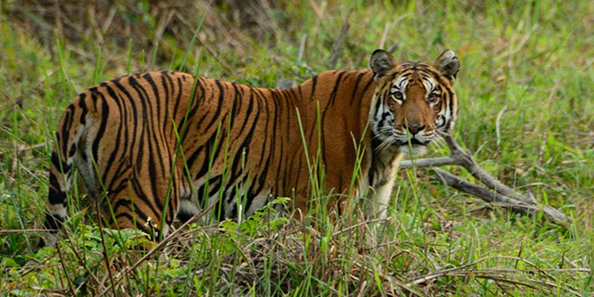 Kaziranga National Park