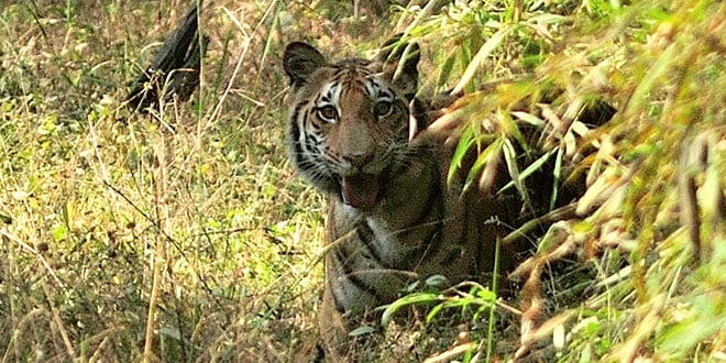 Kanha Tiger Reserve