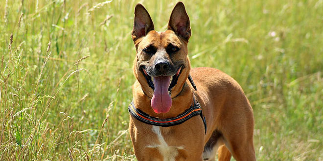 Belgian Malinois