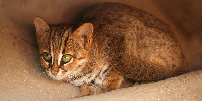 Rusty-spotted cat