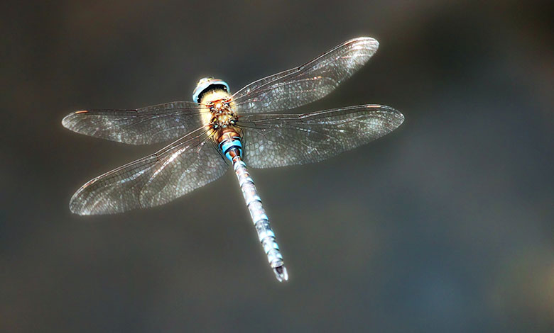 Dragonfly