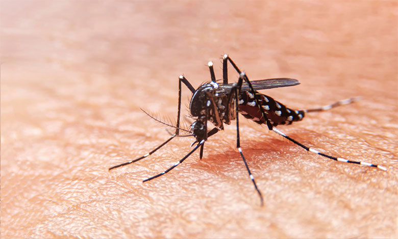 Mosquito